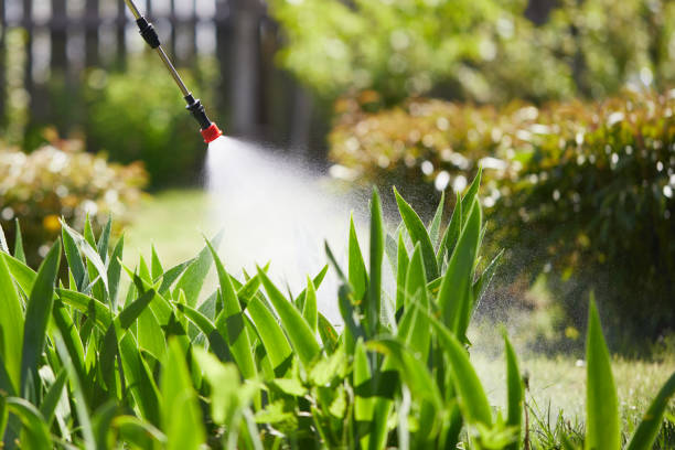 24/7 Emergency Ant Control experts in San Luis, AZ