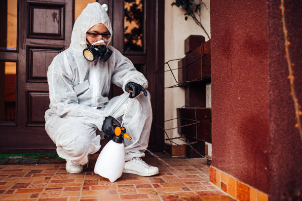 Reliable Ant Control contractor in San Luis, AZ by Nex Pest Control