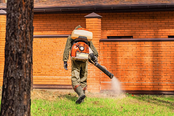 Trusted Termite Control service in San Luis, AZ - Nex Pest Control